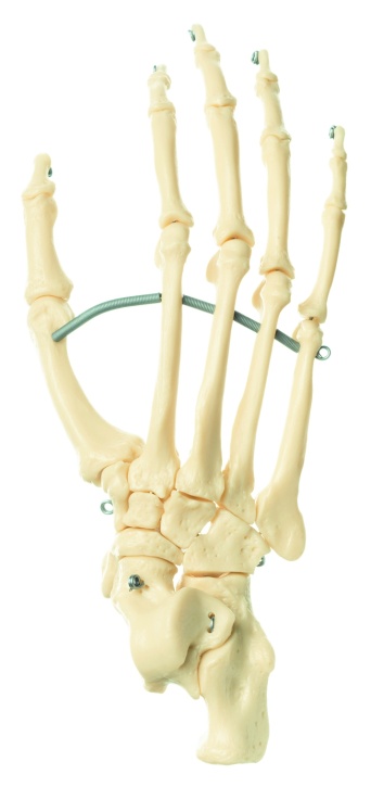 Modell Schimpansen-Fußskelett, Naturabguß