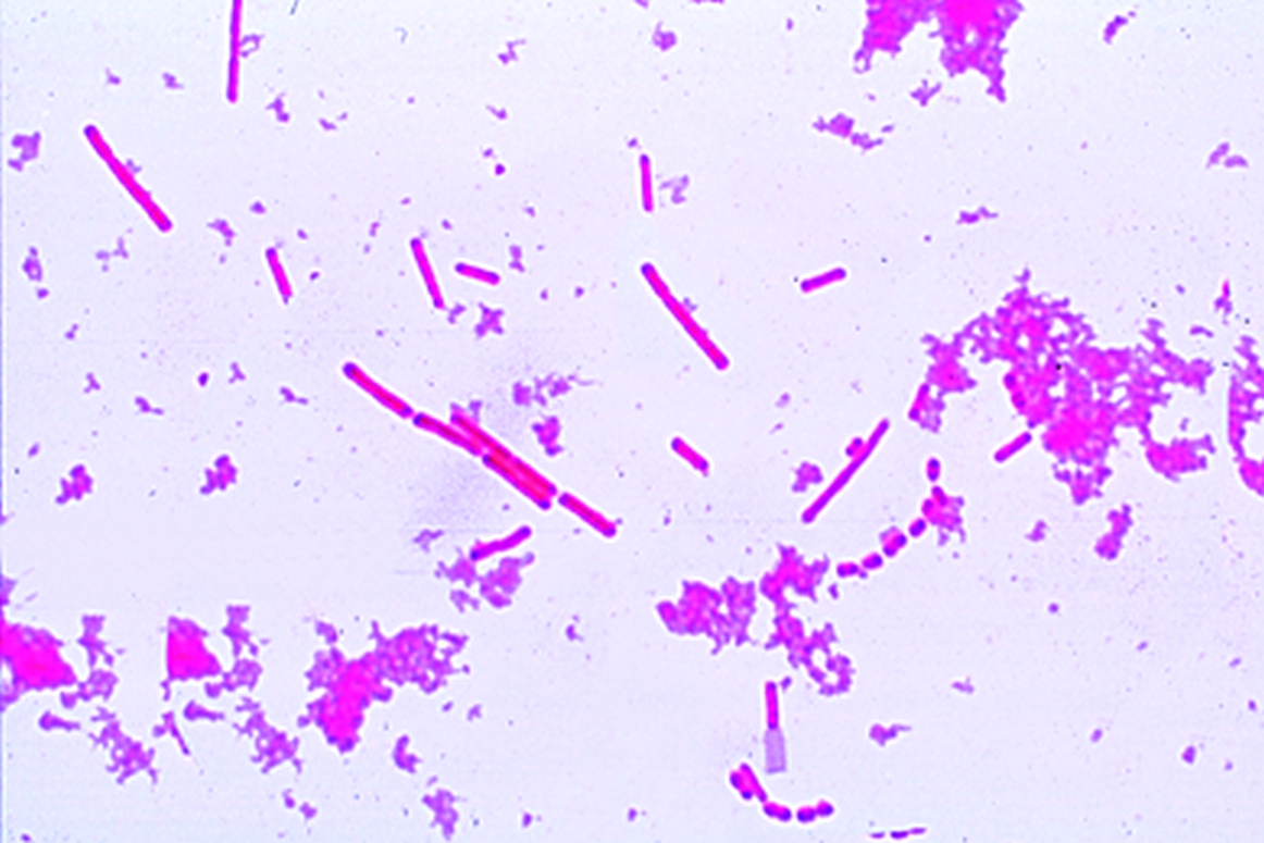 Mikropraparat Lactobacillus Bulgaricus Thermobacterium Yoghurt Bakterien