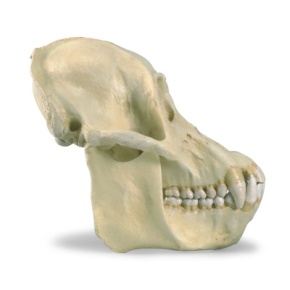 Schädel eines Orang-Utans (Pongo pygmaeus), männlich