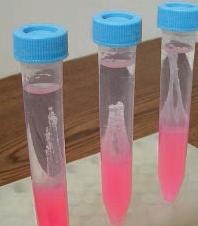 Experimentier-Kit: DNA-Gewinnung