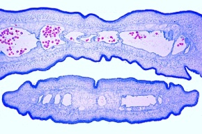 Mikropräparate - Schulserie B, Allgemeine Biologie, (Ergänzung und Erweiterung von 500lie Schulserie A)