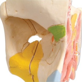 Nase mit Nasennebenhöhlen, 5-teilig