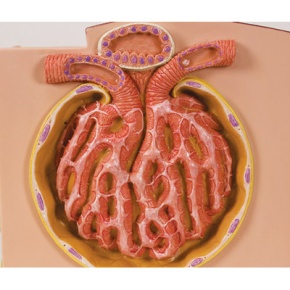 3B MICROanatomy™ Niere