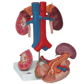 Nieren mit hinteren Oberbauchorganen, 3-teilig