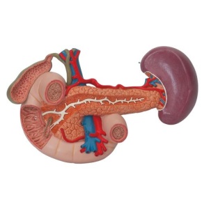 Nieren mit hinteren Oberbauchorganen, 3-teilig