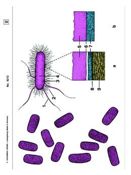 Bakterien, Ergänzungssatz von 12 Einheiten, Schülersatz