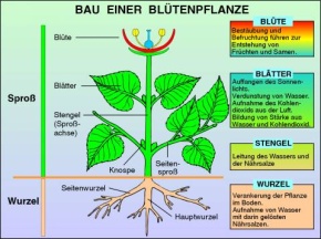 Transparentsatz Bau der Blütenpflanzen