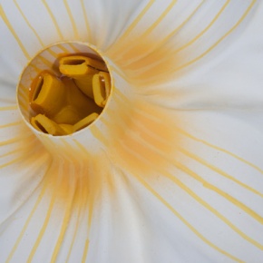 Kartoffelblüte (Solanum tuberosum), Modell