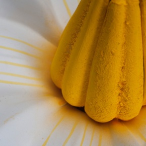 Kartoffelblüte (Solanum tuberosum), Modell