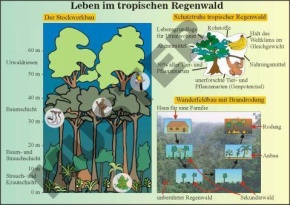 Transparentsatz Der Tropische Regenwald