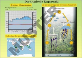 Transparentsatz Der Tropische Regenwald