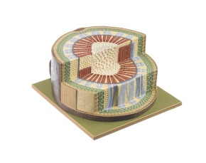 Modell Schnitt durch das einjährige Stamm-Holz einer dikotylen Holzpflanze