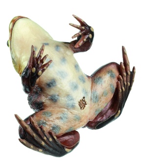 Modell Seefrosch, Rana ridibunda