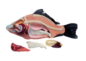 Modell Anatomie beim Knochenfisch